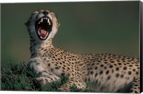 Framed Kenya, Masai Mara Game Reserve, Cheetah in savanna Print