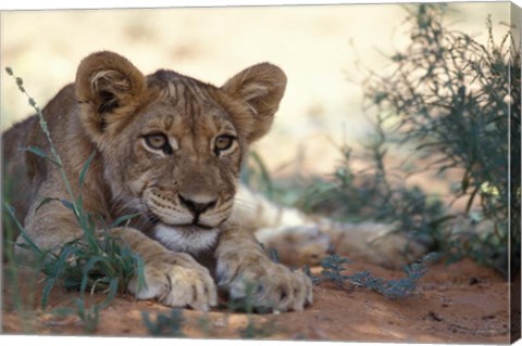 Framed Lion Cub Rests During Heat of Day, Auob River, Kalahari-Gemsbok National Park, South Africa Print