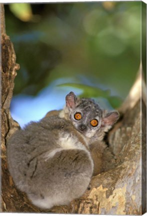 Framed Madagascar, Berenty Reserve, Whitefooted sportive lemur Print