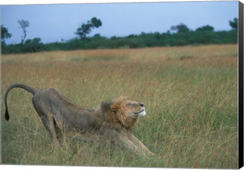 Framed Lion Stretches in Tall Grass, Masai Mara Game Reserve, Kenya Print