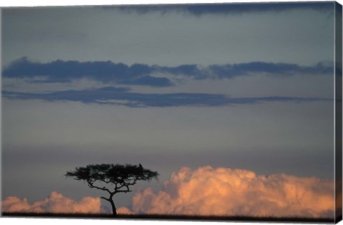 Framed Lone Acacia Tree, Masai Mara Game Reserve, Kenya Print