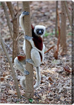 Framed Madagascar, Ankarafantsika Coquerels Sifaka primate Print