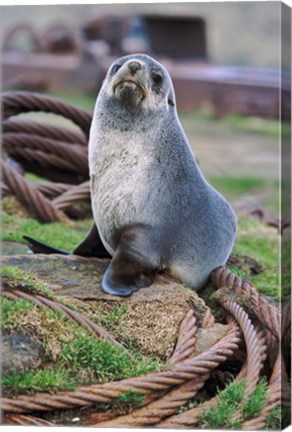 Framed Antarctic Fur Seal sitting on ropes, South Georgia, Sub-Antarctica Print