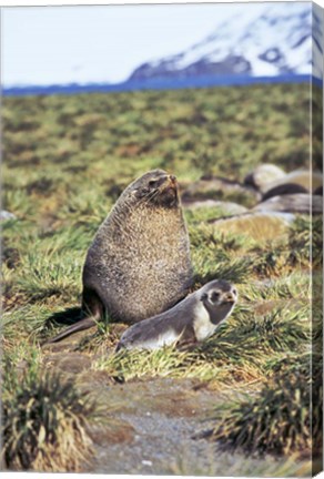 Framed Antarctic Fur Seal with pup, South Georgia, Sub-Antarctica Print