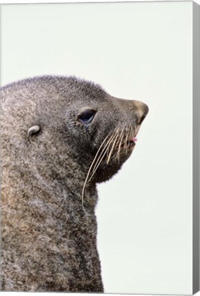 Framed Close up of Antarctic Fur Seal, South Georgia, Sub-Antarctica Print