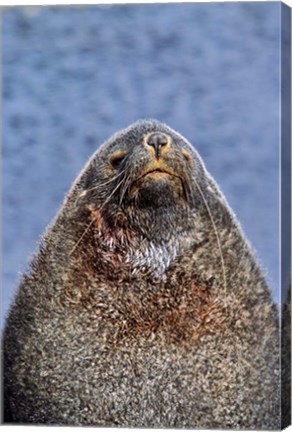 Framed Kerguelen Fur Seal, Antarctic Fur Seal, South Georgia, Sub-Antarctica Print