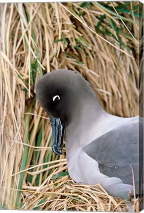 Framed Light-mantled Albatross nesting. South Georgia, Antarctica. Print