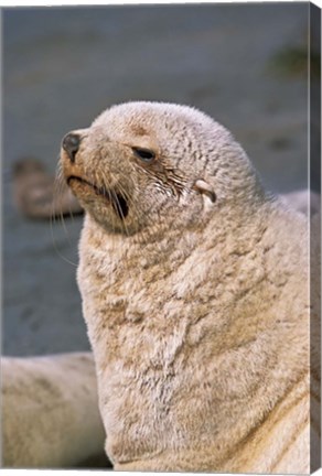 Framed White Seal, South Georgia, Sub-Antarctica Print