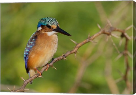 Framed Kenya, Lake Baringo, Pygmy kingfisher on thorny limb Print