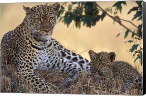 Framed Leopard and Cub Resting, Masai Mara Game Reserve, Kenya Print