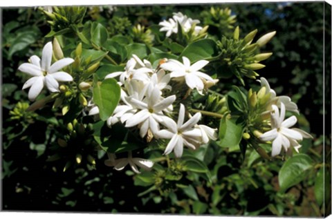 Framed Jasmine Flowers in Bloom, Madagascar Print