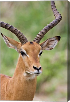 Framed Male Impala, Tanzania Print