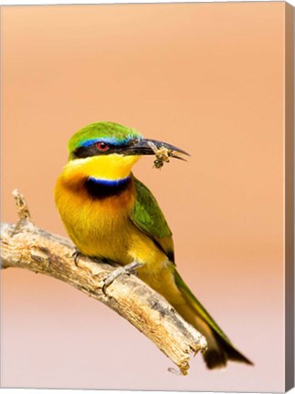 Framed Little Bee-eater Bird on limb with bee in beak, Kenya Print