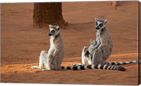 Framed Madagascar, Berenty Reserve. Ring-tailed Lemurs Print