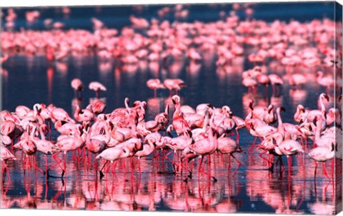 Framed Lesser Flamingos, Lake Nakuru, Kenya Print