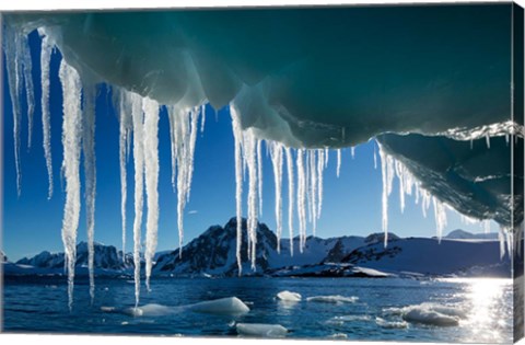 Framed Icicle hangs from melting iceberg by Petermann Island, Antarctica. Print