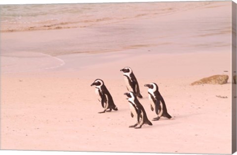 Framed Jackass Penguins at the Boulders, near Simons Town, South Africa Print