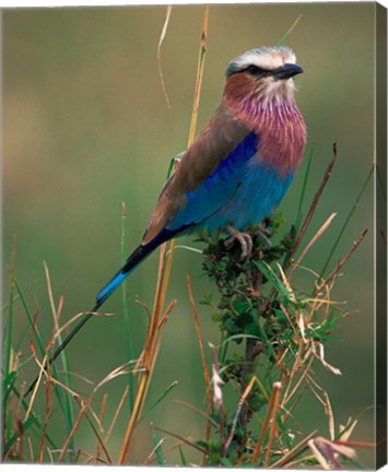 Framed Lilac Breasted Roller, Masai Mara, Kenya Print