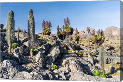 Framed Landscape, Mount Kenya National Park, Kenya Print