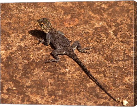 Framed Malawi; Zomba; Brown lizard, Zomba Mountain Lodge Print