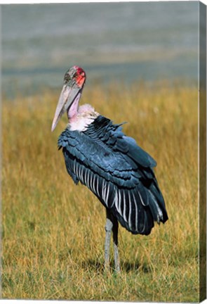 Framed Marabou Stork, Kenya Print