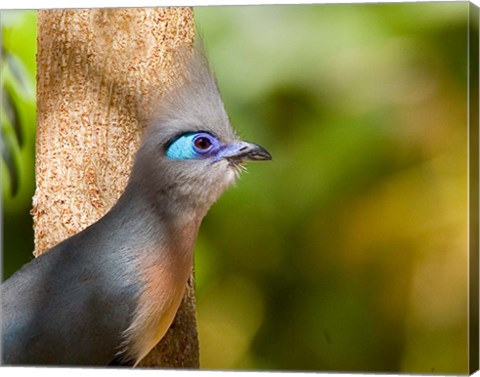 Framed Madagascar, Crested coua bird next to tree Print