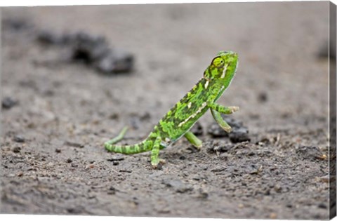 Framed Jackson&#39;s Chameleon lizard, Maasai Mara Kenya Print