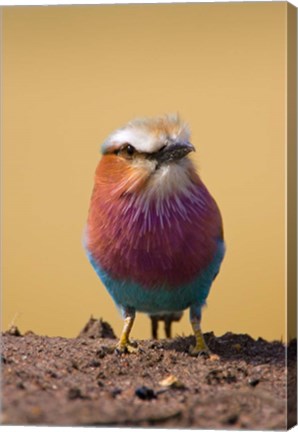 Framed Lilac-breasted Roller bird, Maasai Mara, Kenya Print