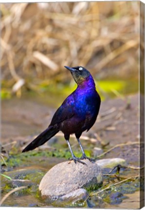 Framed Longtailed Glossy Starling bird, Maasai Mara Kenya Print