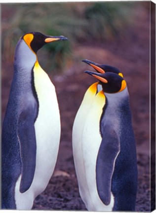 Framed King Penguins, South Georgia Island, Antarctica Print