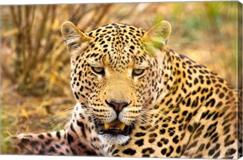 Framed Leopard Profile at Africat Project, Namibia Print