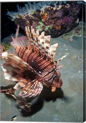 Framed Lionfish at Daedalus Reef Print