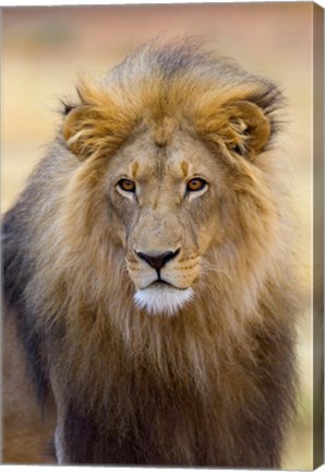 Framed Male Lion at Africat Project, Namibia Print