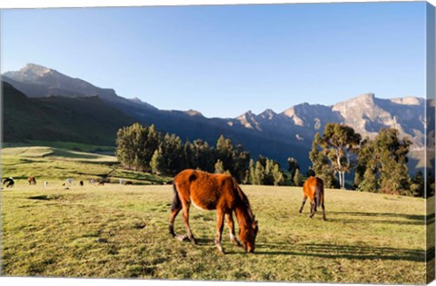 Framed Horse herd grazing, Arkwasiye, Highlands of Ethiopia Print