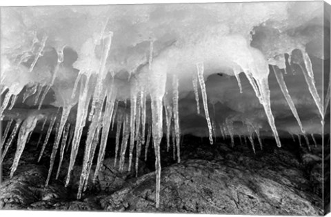 Framed Icicles hang from an ice roof, Cuverville Island, Antarctica. Print