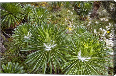 Framed Lobelia wollastoni in fresh snow, Ruwenzori, Uganda Print