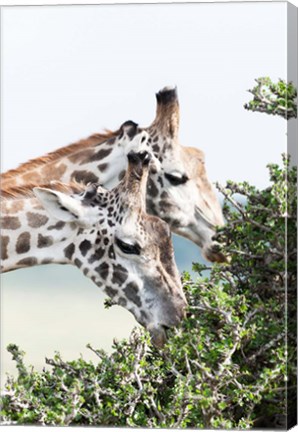 Framed Maasai Giraffe, Maasai Mara Game Reserve, Kenya Print