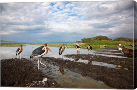 Framed Marabou Storks, fish market in Awasa, Ethiopia Print