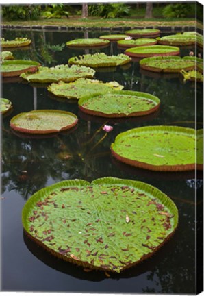 Framed Mauritius, Botanical Garden, Giant Water Lily flowers Print