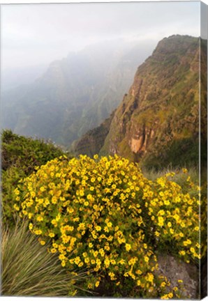 Framed Yellow flowers, Semien Mountains National Park, Ethiopia Print