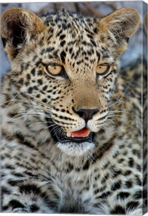 Framed Leopard Female Cub, Savuti Channal, Linyanti Area, Botswana Print