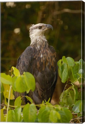 Framed Madagascar fish eagle, Ankarafantsika Nature Reserve Print