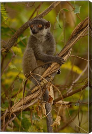 Framed Mongoose lemur wildlife, Ankarafantsika, MADAGASCAR Print