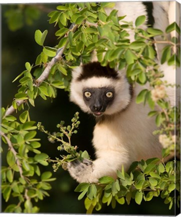 Framed Madagascar. Verreaux&#39;s sifaka hanging in tree. Print