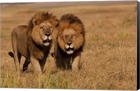 Framed Lions, Duba Pride Males, Duba Plains, Okavango Delta, Botswana Print