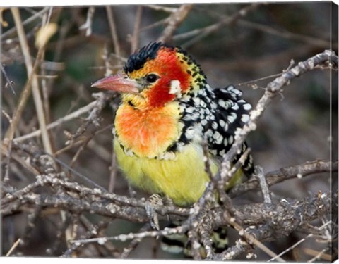 Framed Kenya. Red and yellow barbet bird on tree limb Print