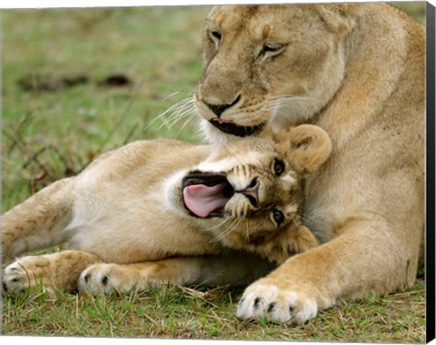 Framed Kenya, Masai Mara, Keekorok Lodge. African lions Print