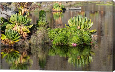 Framed Plants of the water&#39;s edge, Mount Kenya National Park, Kenya Print