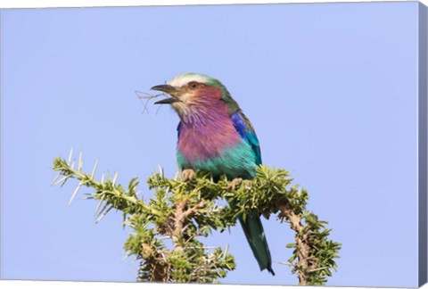 Framed Lilac-breasted Roller with a walking stick insect, Serengeti, Tanzania Print