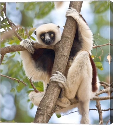 Framed Madagascar, Sifaka lemur wildlife in tree Print